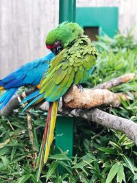 Close-up of parrot perching on plant