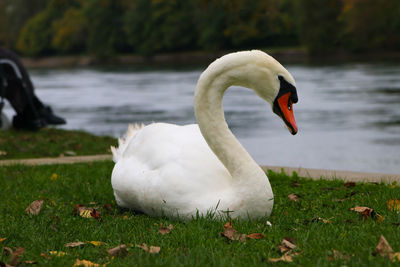 Close-up of swan in lake