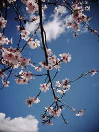 Low angle view of cherry blossom tree