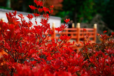 Close-up of red flowering plant