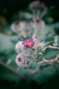 Close-up of pink flowering plant on field