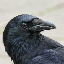 Close-up of a bird