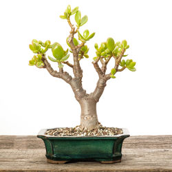 Close-up of small potted plant on table