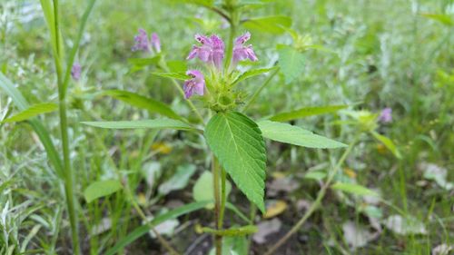 Close-up of flower blooming in field