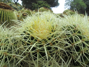 Close-up of cactus plants