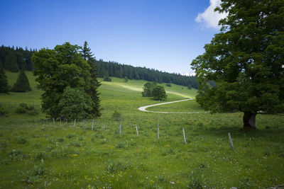 Scenic view of trees on field against sky