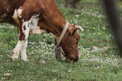 Grazing cow near the village of medven