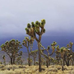 Palm trees on landscape