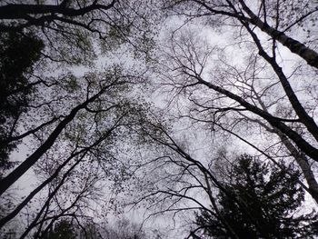 Low angle view of bare trees against sky