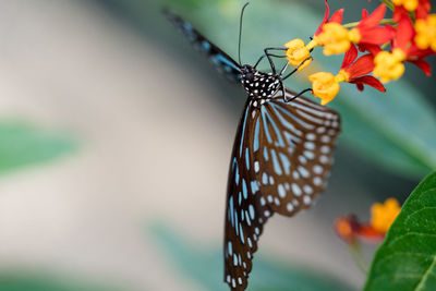 Close-up of butterfly pollinating flower