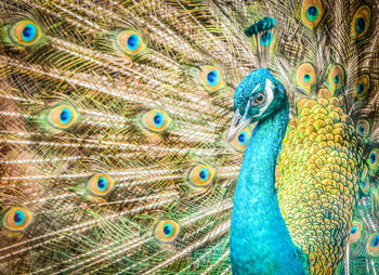 Close-up of peacock