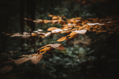 Close-up of dried leaves on branch in forest