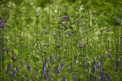 Close-up of purple flowering plants on field