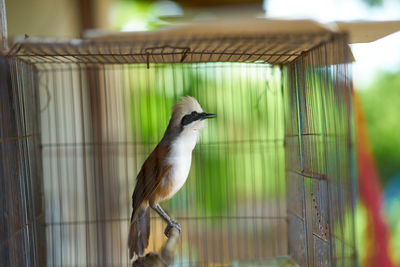 Bird perching in cage