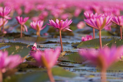 Close-up of flowers in lake