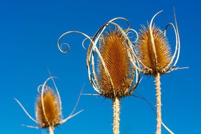 Detail of dipsacus laciniatus, valconca, italy