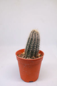 Close-up of potted plant against white background