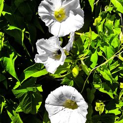 Close-up of white flowers blooming outdoors