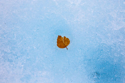 High angle view of fallen dry leaf on ice