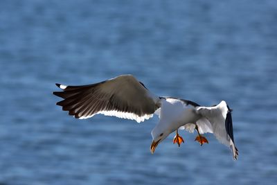 Close-up of seagull flying over sea