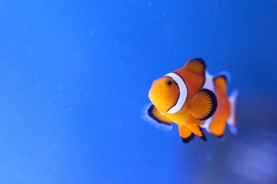 Fish swimming in sea