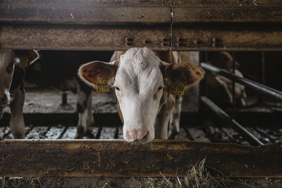 Portrait of cow in pen