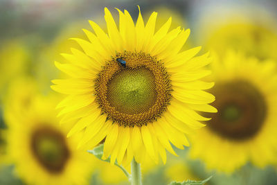 Close-up of insect on sunflower