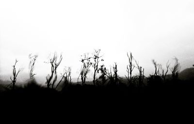 Silhouette plants against clear sky