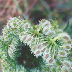 Close-up of plant