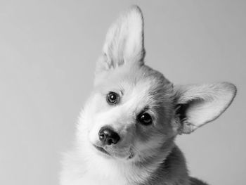 Close-up portrait of dog