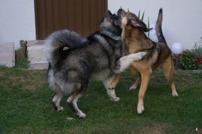 View of two dogs on field