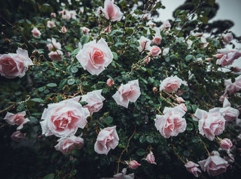 Close-up of pink roses