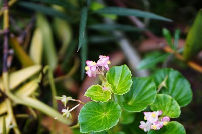 Close-up of pink flowering plant