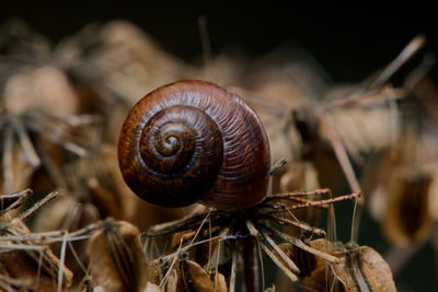 Close-up of snail on dry leaf