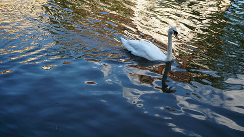 High angle view of swans swimming in lake