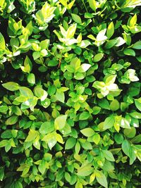 Full frame shot of green leaves