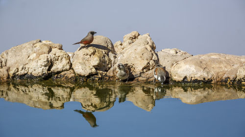 Low angle view of bird perching on rock