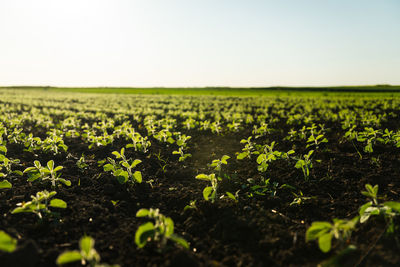 Scenic view of field against clear sky