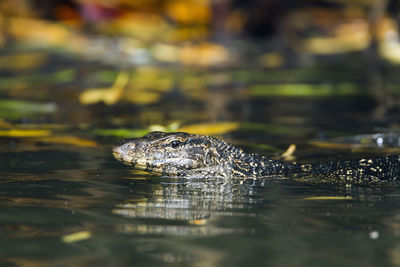 Close-up of turtle swimming in lake