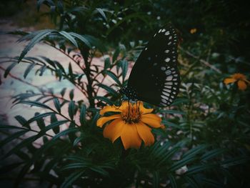 Close-up of butterfly pollinating on flower