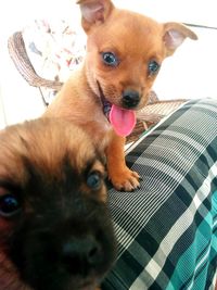 Close-up portrait of dog sticking out tongue at home