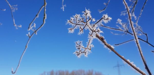 Low angle view of flowering plants against blue sky