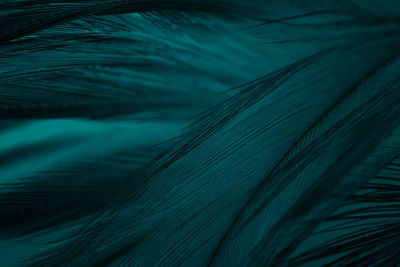 Full frame shot of feather