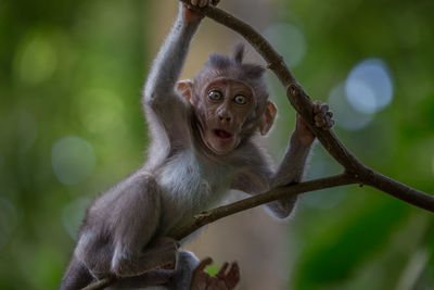 Close-up portrait of monkey infant on branch in forest
