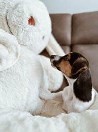 Dog sleeping on bed at home