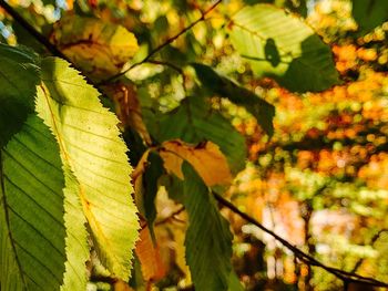 Close-up of leaves on plant during autumn