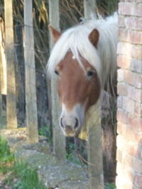 Horses in pasture