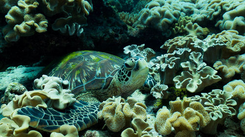 View of turtle in sea