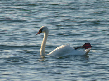 Bird flying over lake