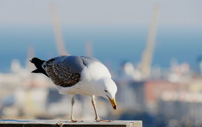 Close-up of seagull perching on railing